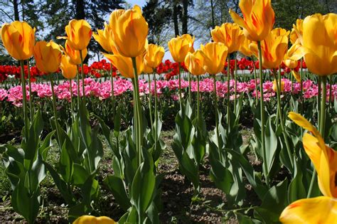 Fête de la Tulipe 